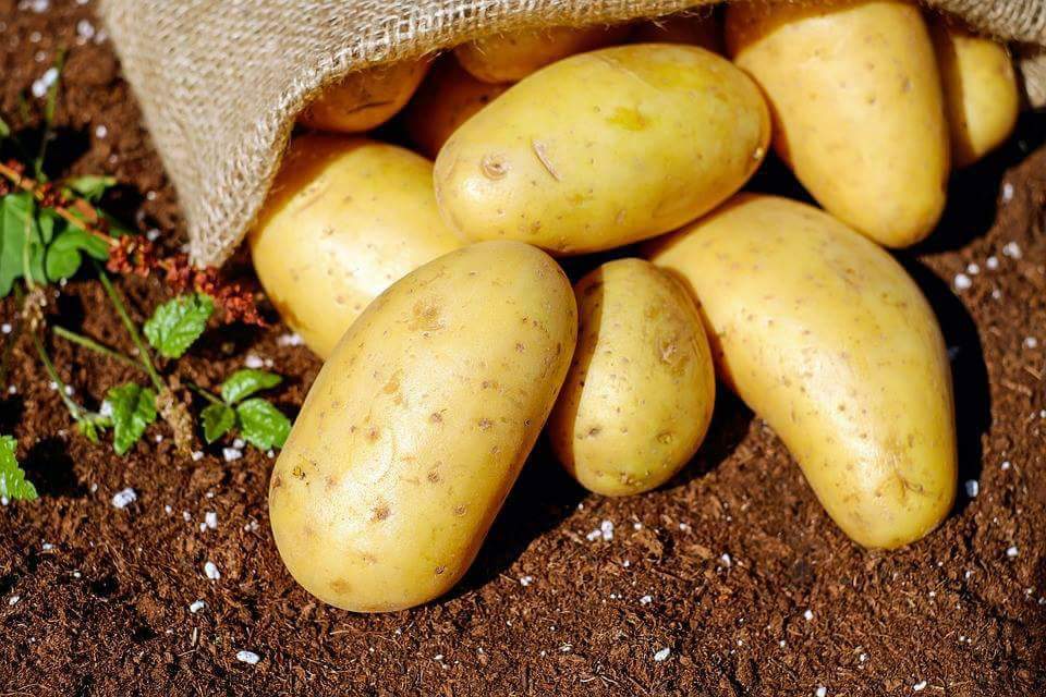 Sagra patata